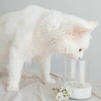 kediler hindistan cevizi sütü içebilir mi