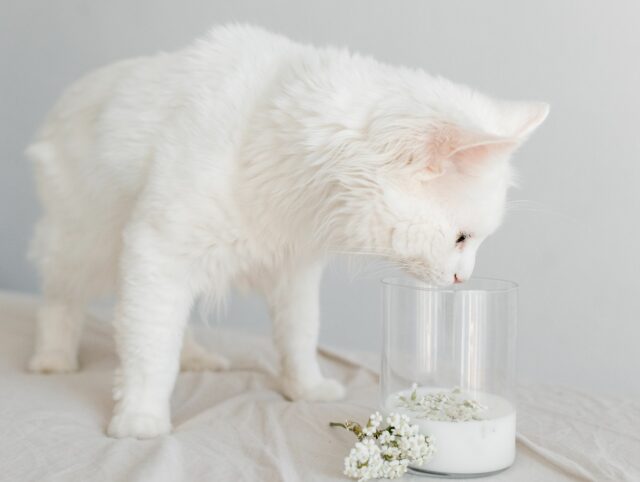 can cats have coconut milk
