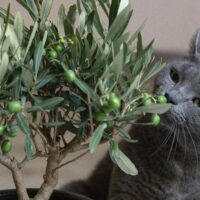can cats have olive oil