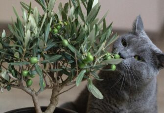 Can Cats Have Olive Oil? Is It "Oil" They Need?