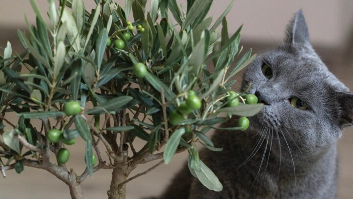 Can Cats Have Olive Oil? Is It “Oil” They Need?