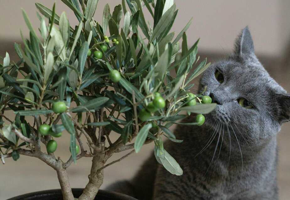 can cats have olive oil