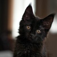 maine coon black smoke