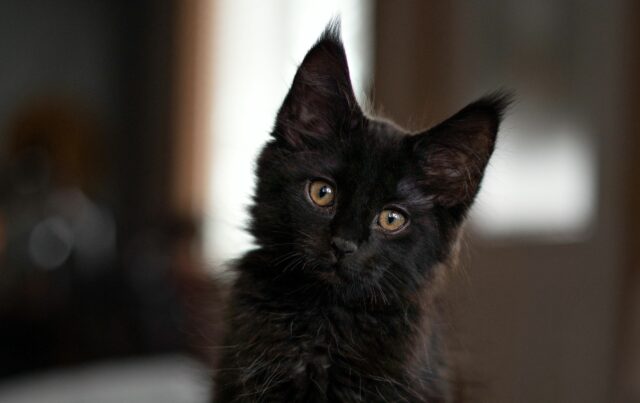 maine coon black smoke