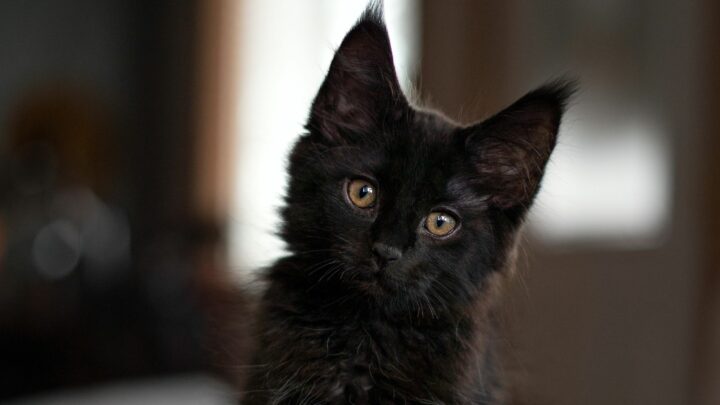 Black Smoke Maine Coon: Bu Görkemli Kedi Hakkındaki Gerçekler
