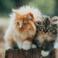 norwegian forest cat vs siberian