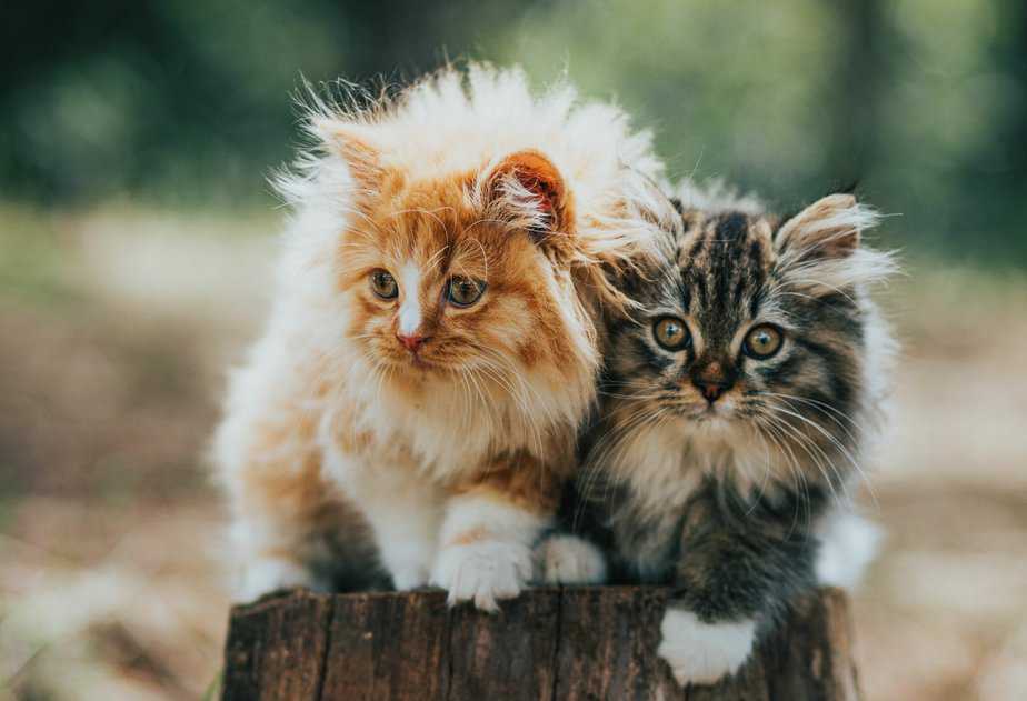 norwegian forest cat vs siberian