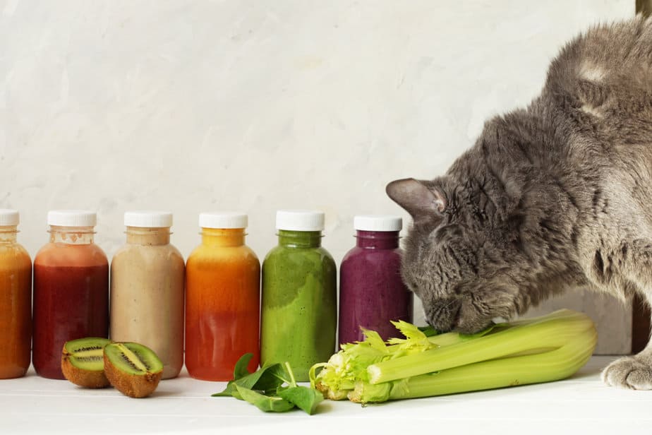 Can Cats Eat Celery? Can Your Feline Safely Crunch On This Veggie?