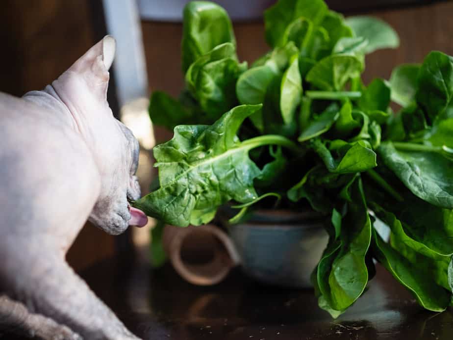 Can Cats Eat Spinach? What Are The Risks And The Benefits?