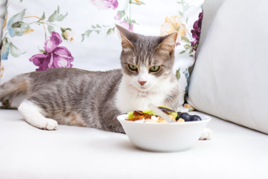 Can Cats Eat Peanuts? Are They Nuts About These Tasty Treats?