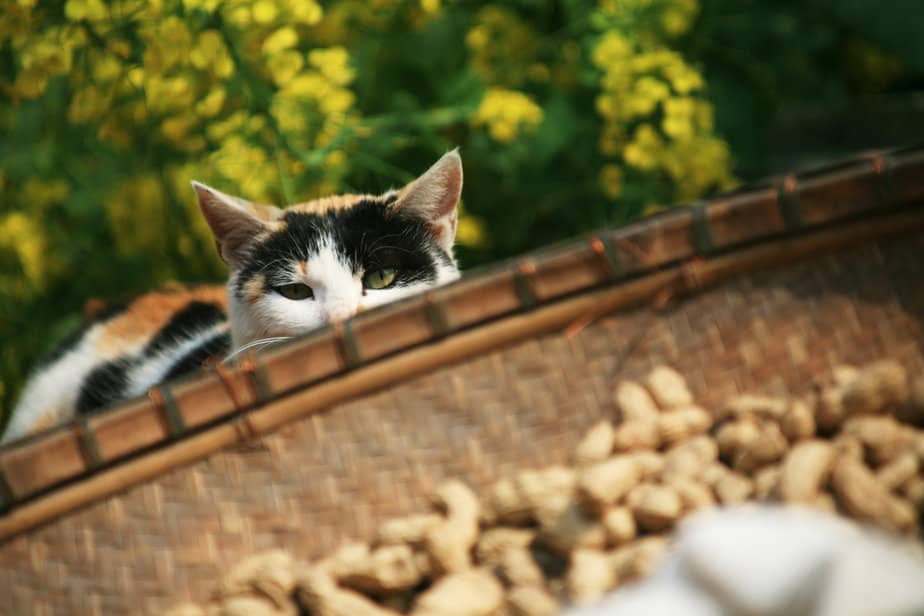 Can Cats Eat Peanuts? Are They Nuts About These Tasty Treats?