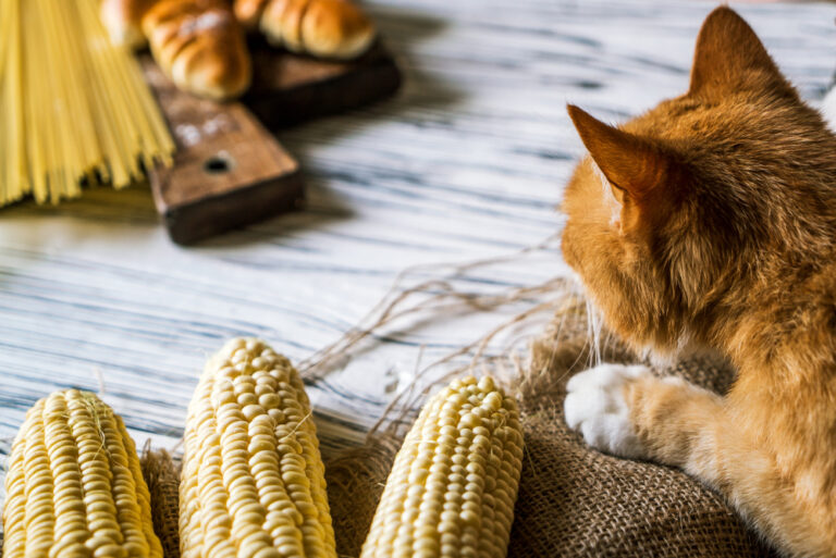 can-cats-eat-cornbread-stand-your-ground-or-go-ahead