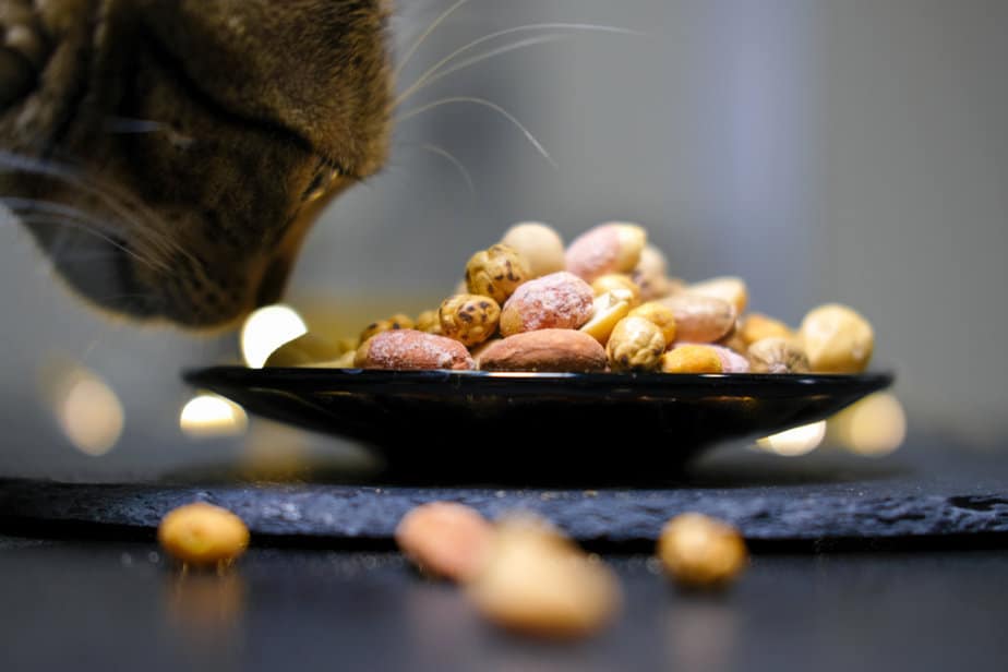 Kediler Yer Fıstığı Yiyebilir mi? Bu Lezzetli İkramlar İçin Deliriyorlar mı?