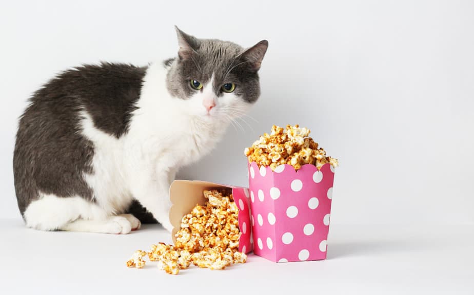 Can Cats Eat Popcorn? Is It Safe To Pop That Corn Or Not?