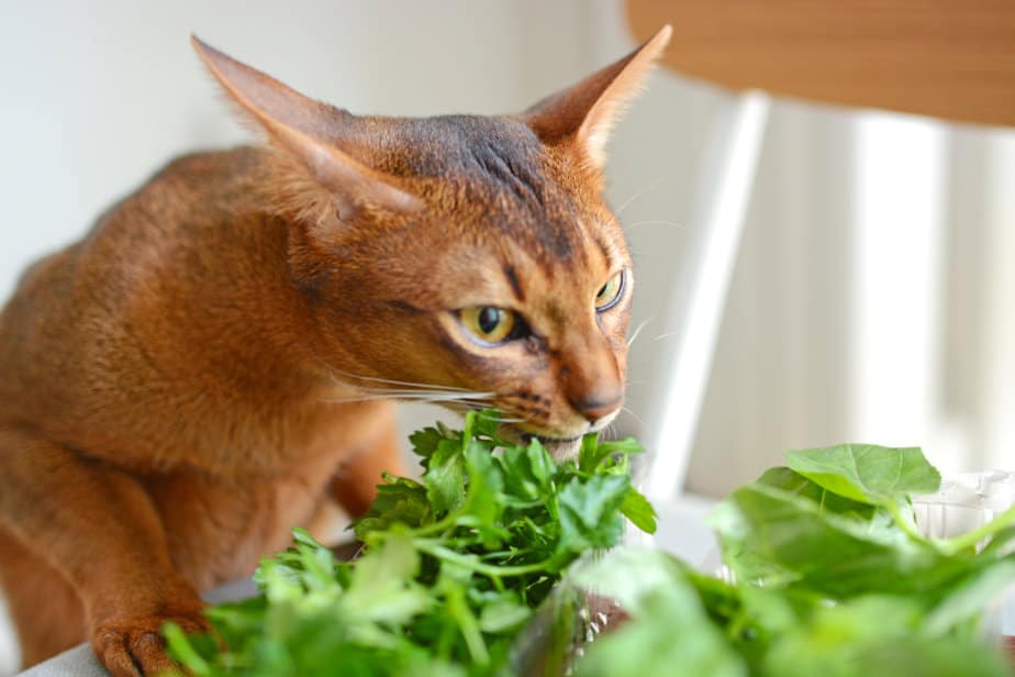 Can Cats Eat Parsley? What's The Deal With This Fragrant Herb?