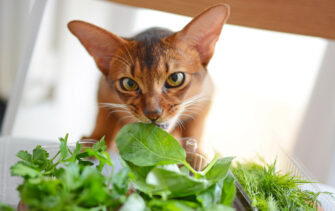 Can Cats Eat Basil? What's The Scoop On This Superb Herb?