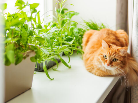 Can Cats Eat Basil? What's The Scoop On This Superb Herb?