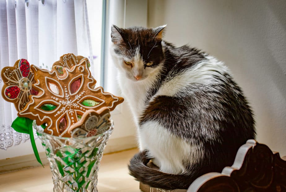 Can Cats Eat Gingerbread? Or Should They Approach It Gingerly?