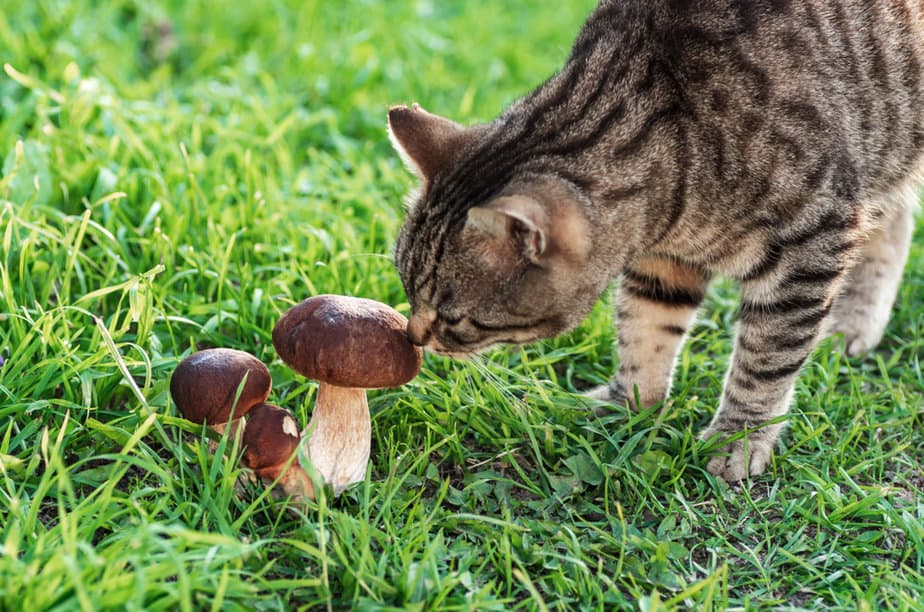 Kediler Mantar Yiyebilir mi? Bu Mantar Hakkında Bilmeniz Gereken Her Şey