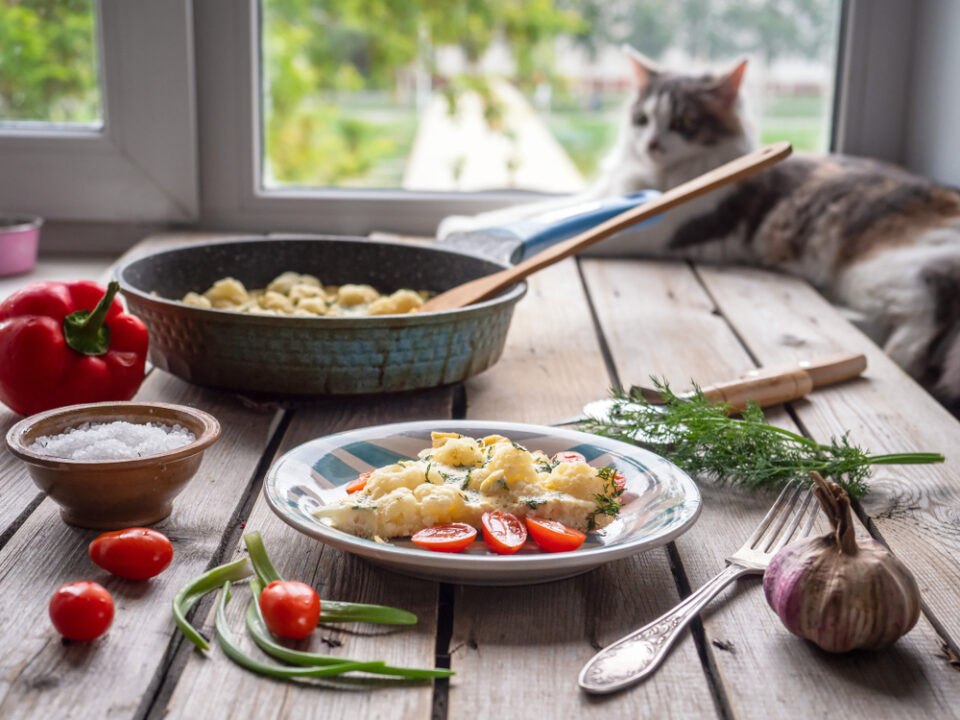 Can Cats Eat Salt? Can They Spice Things Up With This Seasoning?