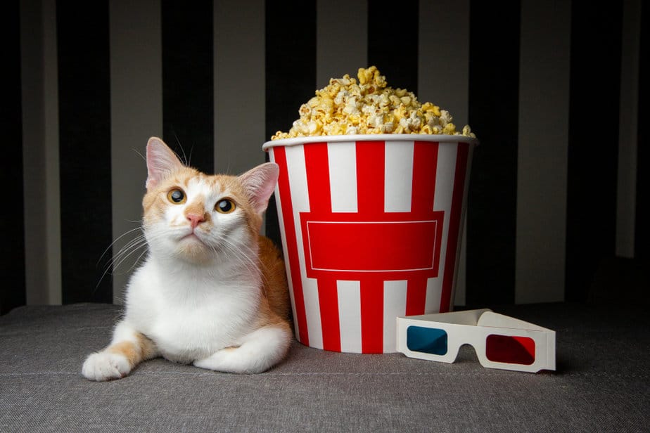 Can Cats Eat Popcorn? Is It Safe To Pop That Corn Or Not?