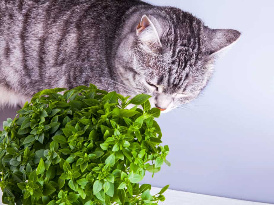 Can Cats Eat Basil? What's The Scoop On This Superb Herb?