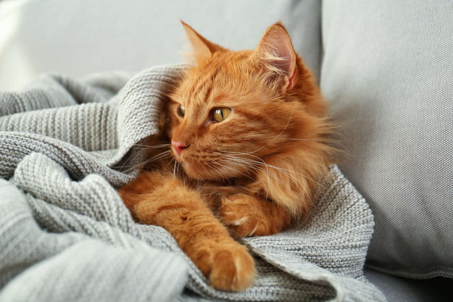 Can Cats Eat Turmeric? What Are The Benefits?
