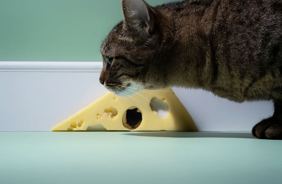 Kediler Peynir Yiyebilir mi? İstedikleri Gibi Olmalı mı?