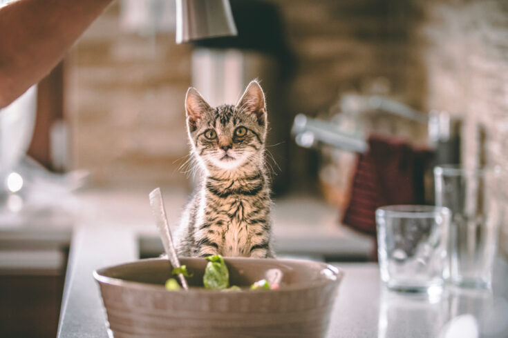 Can Cats Eat Salt? Can They Spice Things Up With This Seasoning?