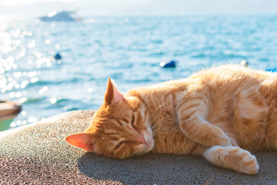 Kediler Deniz Tarağı Yiyebilir mi? Bu Deniz Ürünleri Onun İçin Güvenli mi?