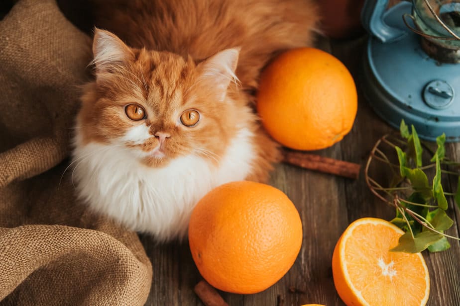 Can Cats Eat Oranges? Keep Your Eyes Peeled On This Tangy Treat!
