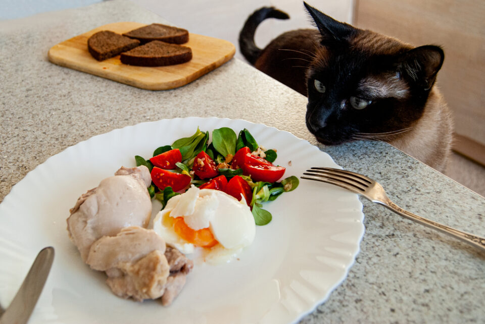 Can Cats Eat Spinach? What Are The Risks And The Benefits?