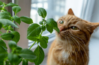 Can Cats Eat Basil? What's The Scoop On This Superb Herb?