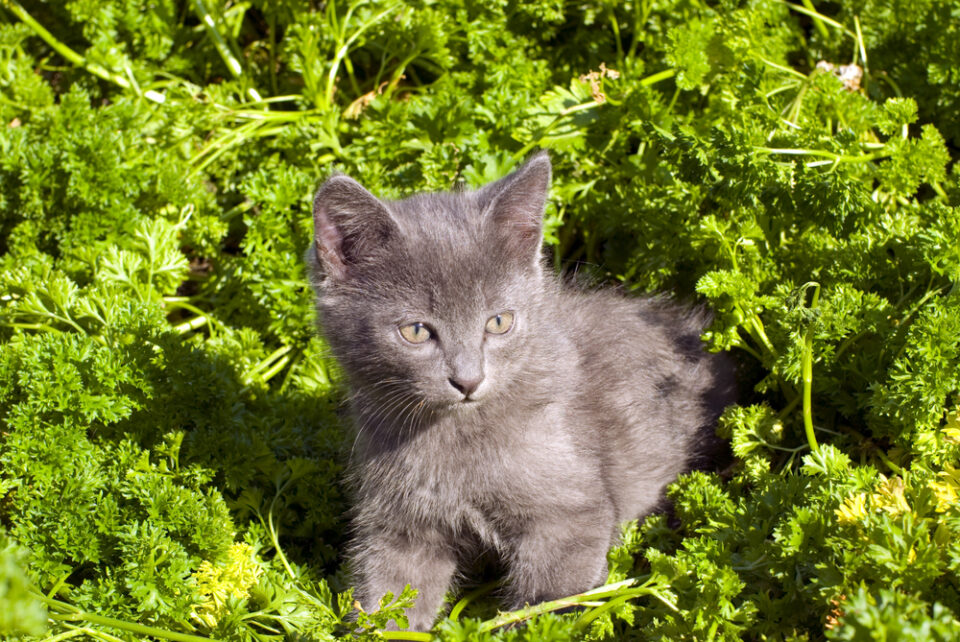 Can Cats Eat Parsley? What