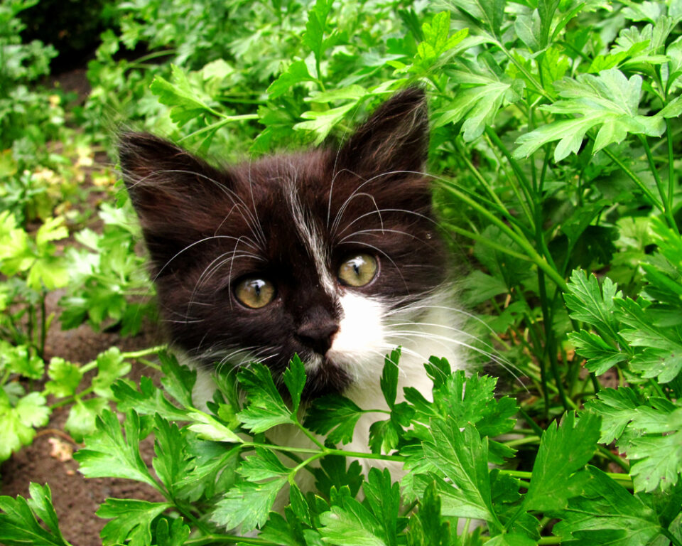 Can Cats Eat Parsley? What's The Deal With This Fragrant Herb?