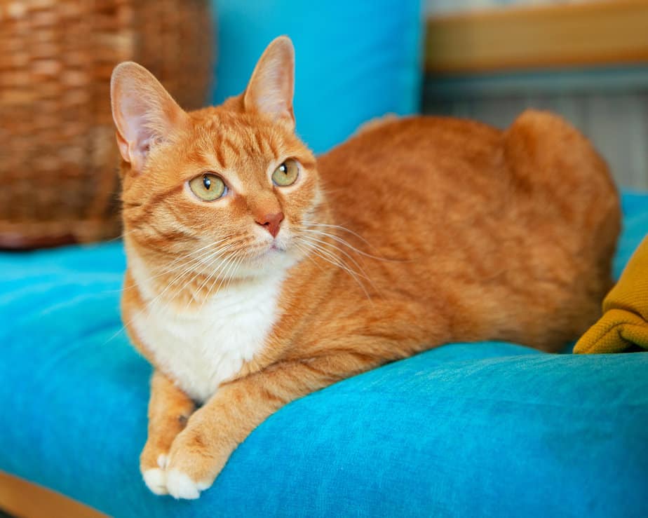 Can Cats Eat Turmeric? What Are The Benefits?