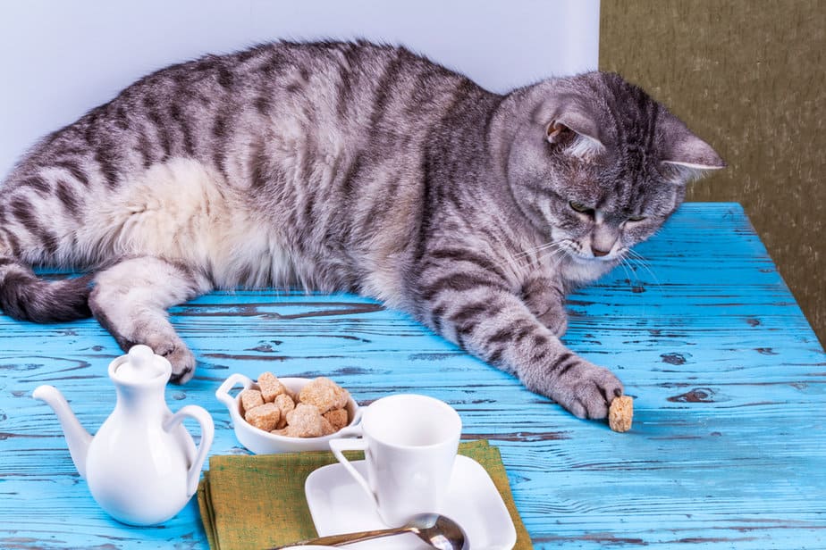 Kediler Şeker Yiyebilir mi? Cevap Şeker Kadar Tatlı mı?