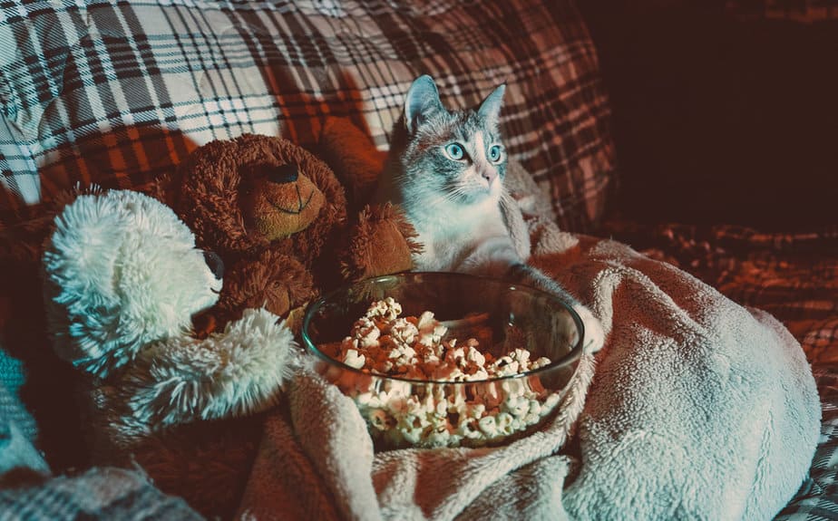 Can Cats Eat Popcorn? Is It Safe To Pop That Corn Or Not?