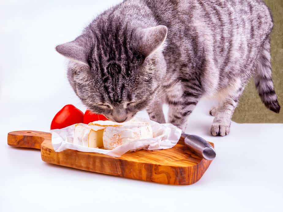 Can Cats Eat Cheese? Should It Be As They Please?