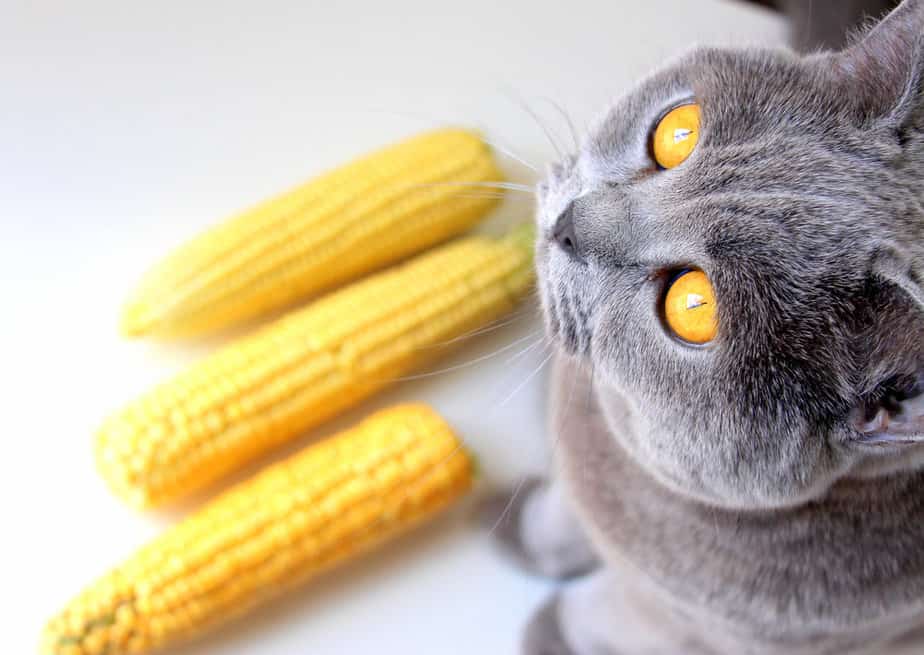 Can Cats Eat Corn? What's The Deal With This A-Maize-Ing Grain?