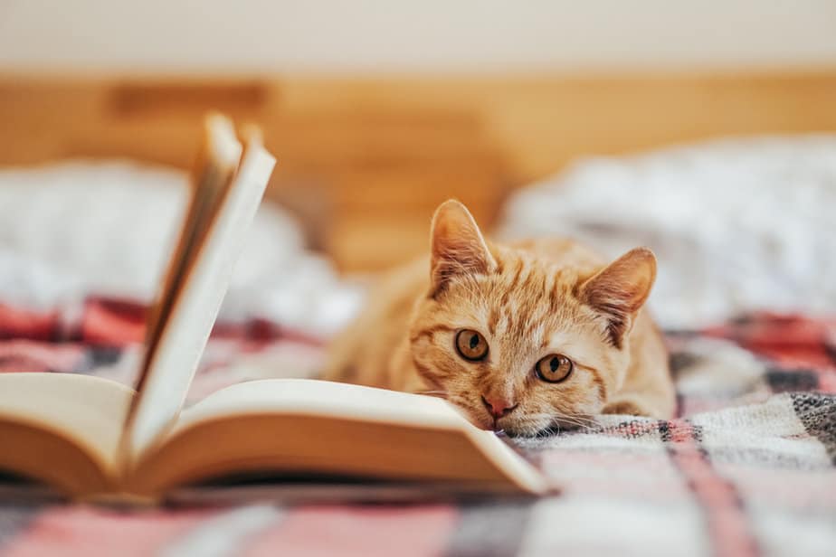 Can Cats Eat Gingerbread? Or Should They Approach It Gingerly?