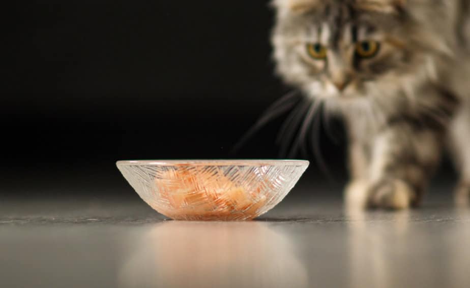 Kediler Konserve Somon Yiyebilir mi? Beslemek mi Yoksa Başka Bir "Somon "a Bırakmak mı?