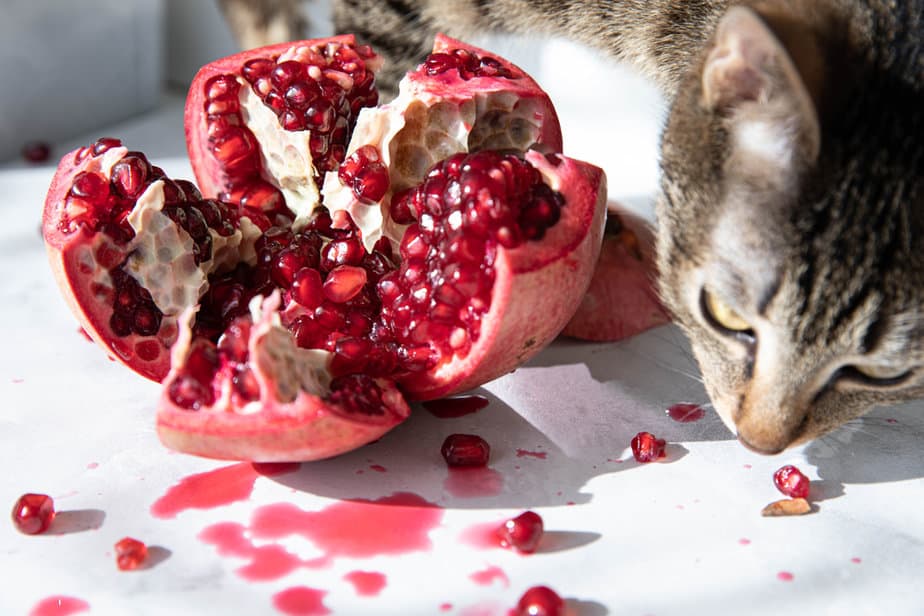 Can Cats Eat Pomegranate? Don't Take The Risks For Granted!