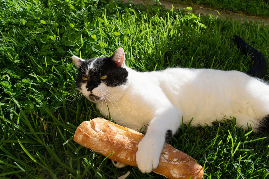 Kediler Mısır Ekmeği Yiyebilir mi? Yerinde Durmak mı, Devam Etmek mi?