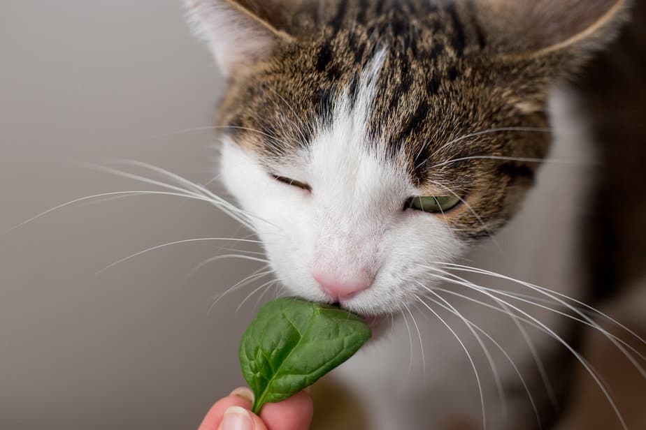 Can Cats Eat Spinach? What Are The Risks And The Benefits?