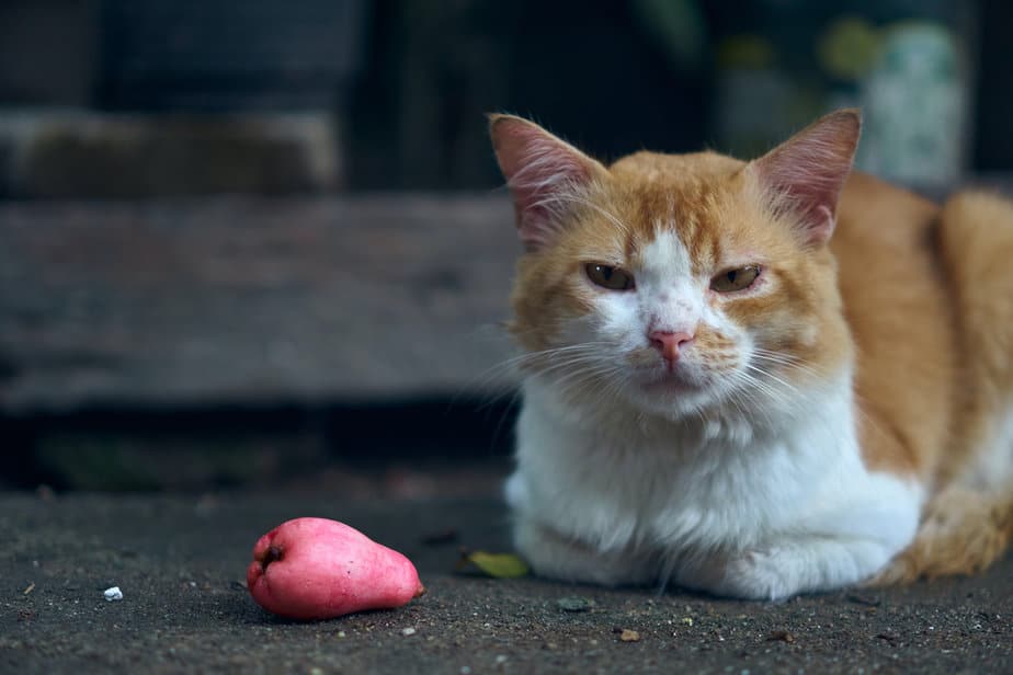 Kediler Guava Yiyebilir mi? Bu Egzotik Meyveyi Kedinize Sunabilir misiniz?