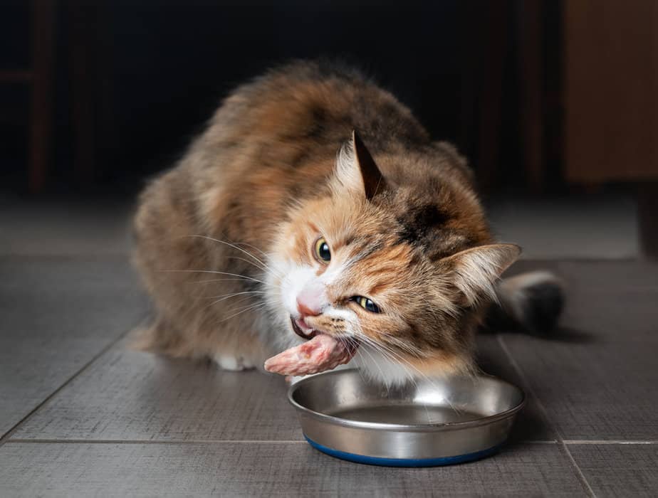 Kediler Tavuk Kemiği Yiyebilir mi? Tüylü Dostunuz İçin Güvenli mi?