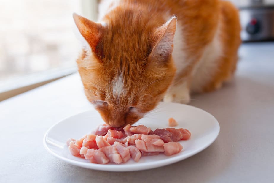 Kediler Çiğ Domuz Eti Yiyebilir mi? Uzak Durmalılar mı Yoksa Çatalı Kapmalılar mı?