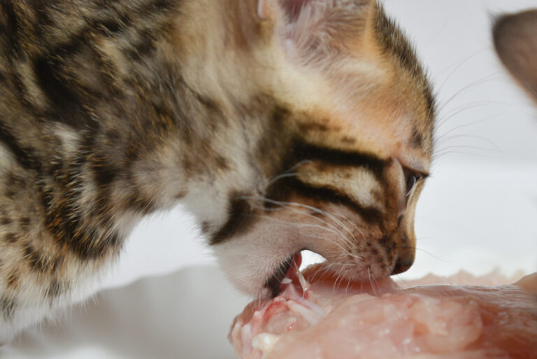 Can Cats Eat Turkey? Can They Gobble Down The Thanksgiving Dinner?