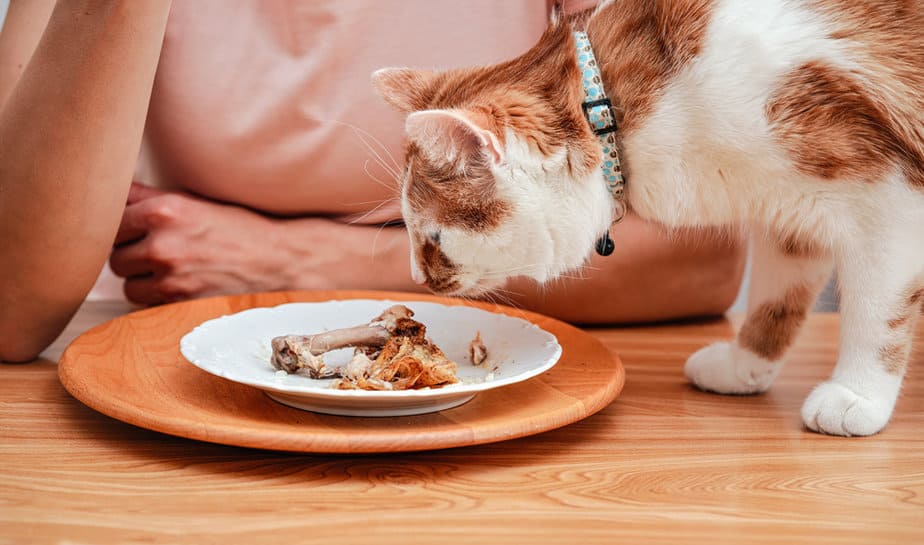 Can Cats Eat Chicken Bones? Are They Safe For Your Furry Friend?